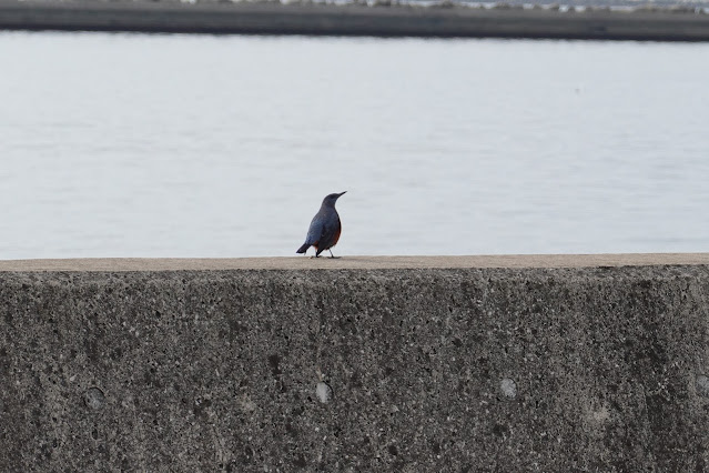 鳥取県境港市潮見町 境港 昭和北緑地 イソヒヨドリ