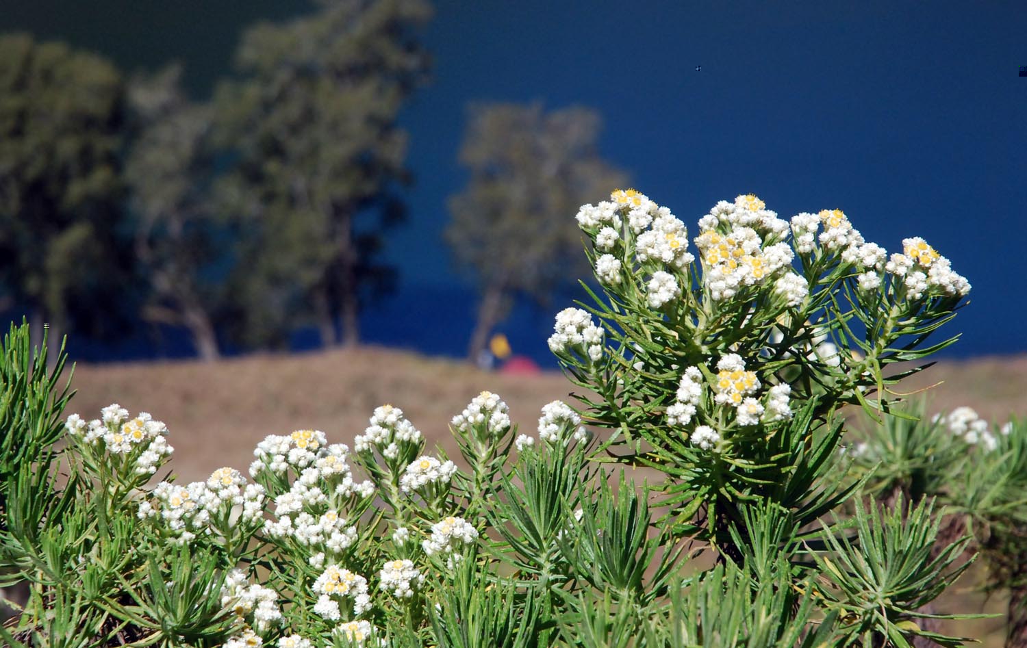 4 Tempat menakjubkan untuk menemui Bunga Abadi (Edelweis ...