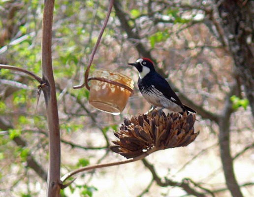 Acorn Woodpecker