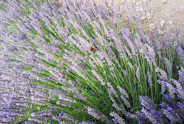 fiori lavanda con farfalla