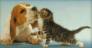 Gif cão e gato