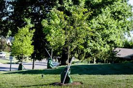 Best Tree Services in Depew