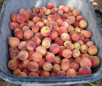 wheelbarrow full of red haven peaches