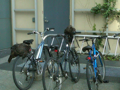 wild turkeys on bicycles