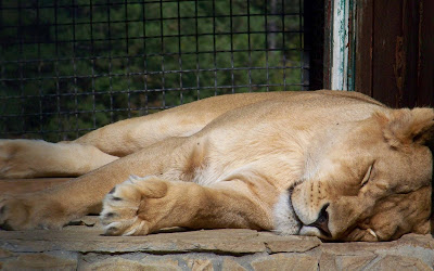 Sleeping Lion Widescreen Wallpaper