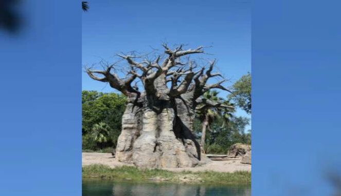 Kenapa Pohon Baobab Berusia 2500 Tahun di Afrika Tibatiba Mati