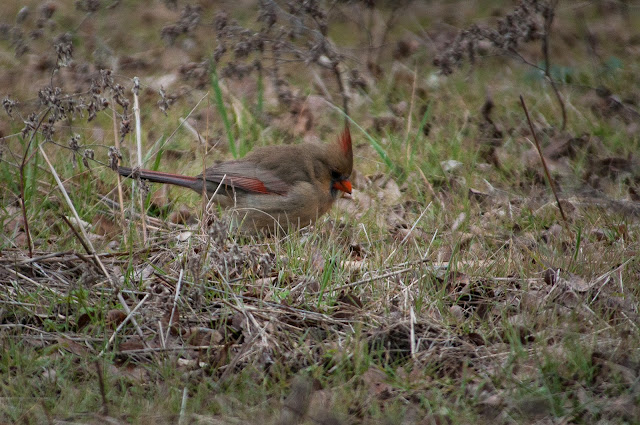 LLELA, Bittern Marsh Trail