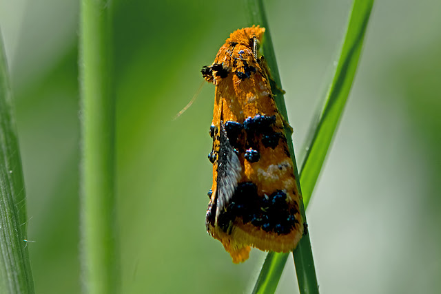 Commophila aeneana the Orange Conch moth