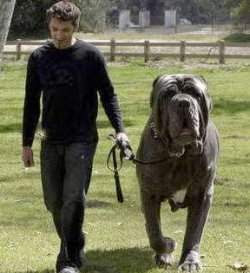 Largest Dog in the World Hercules