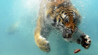 Tiger Diving Wallpaper