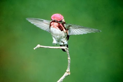 เล็กที่สุดในโลก นกฮัมมิ่งเบิร์ดผึ้ง (Bee Hummingbird ) 