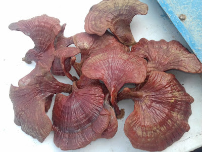 Ganoderma mushroom training Panji Goa