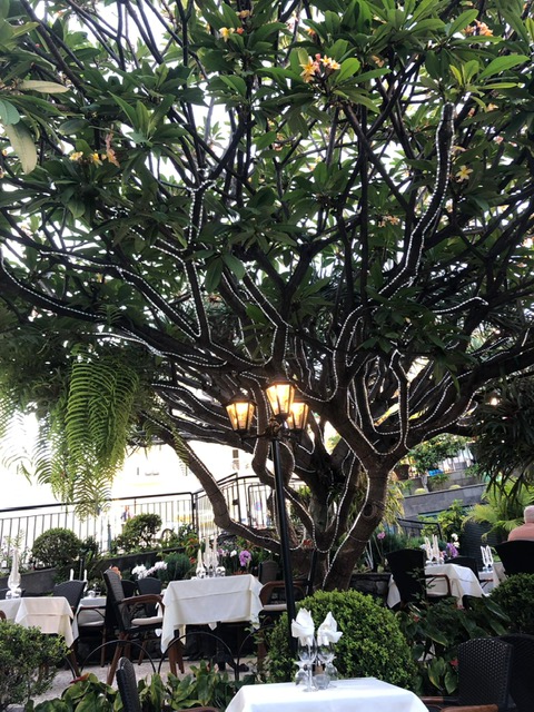 O Dragoeiro, Funchal, Madeira, Restaurant, Dragon Tree, Decor,