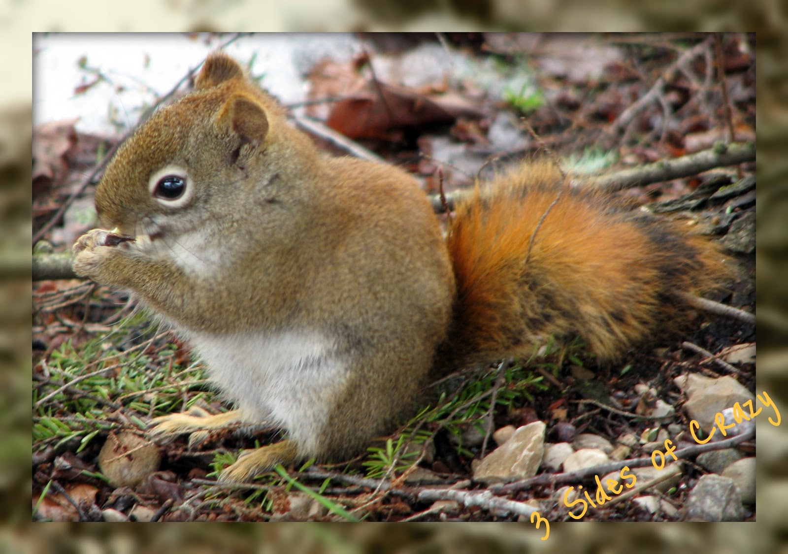 Savory Kitchen Table: RED SQUIRREL