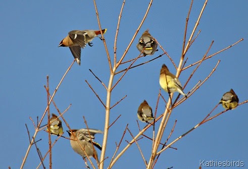 3. taking flight-kab