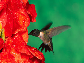 Single Black Humming Bird Wallpaper