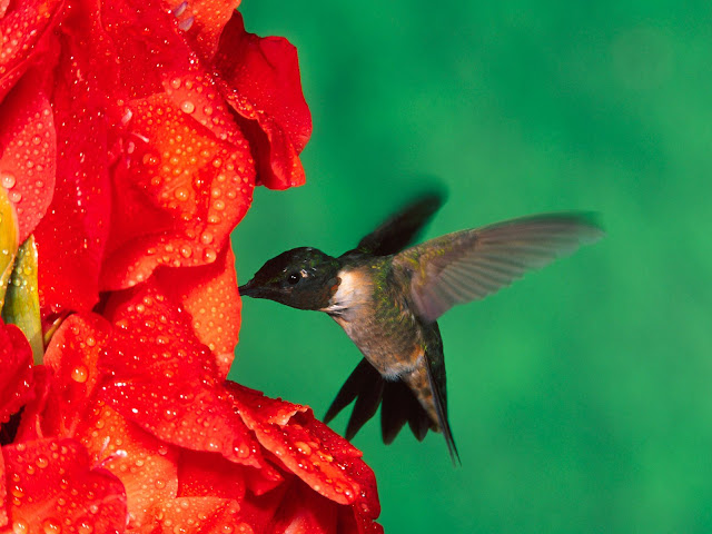 Single Black Humming Bird Wallpaper