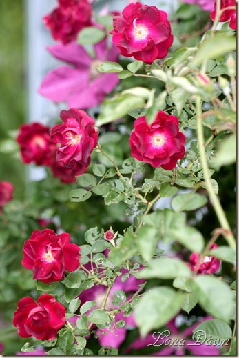 RedBlaze_ClimbingRose