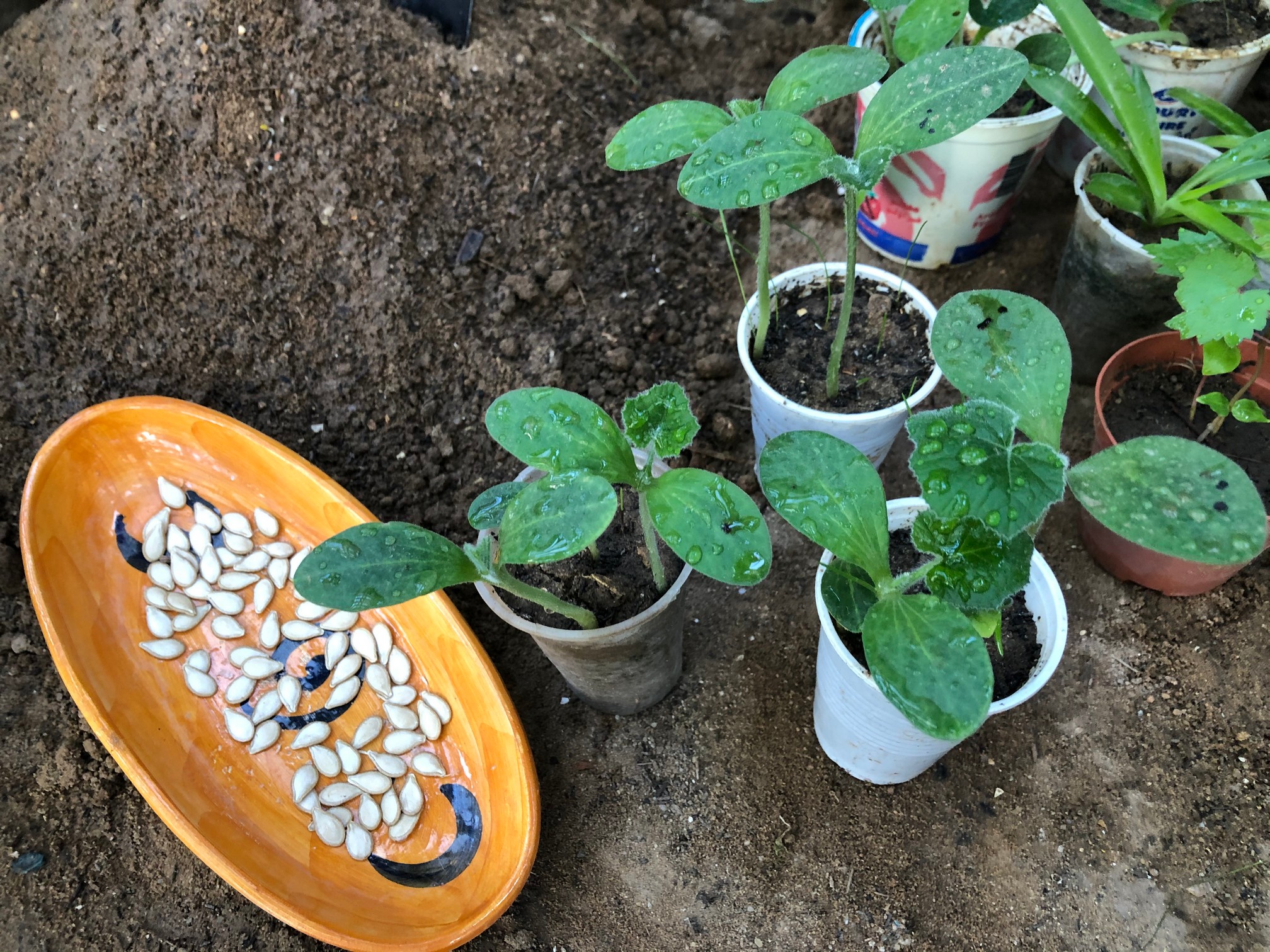 To ensure the healthy growth of zucchini seedlings, it is crucial to provide them with proper care.