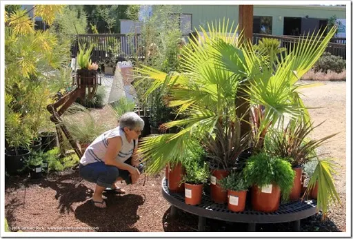 After an unseasonal oestrus moving ridge a calendar week agone it Ruth Bancroft Garden 2016 autumn establish sale recap