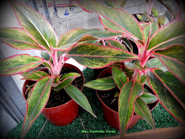 Plantas para dentro de casa