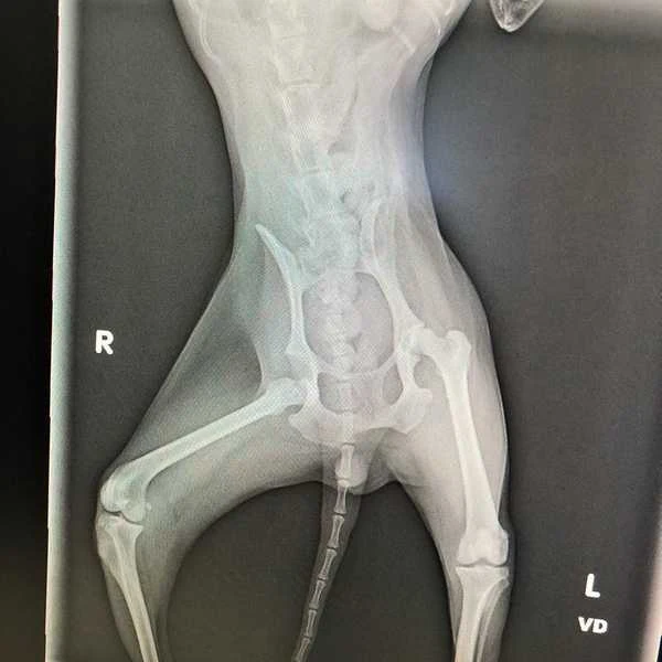 Dislocated hip in dogs