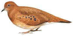 Blue eyed ground dove