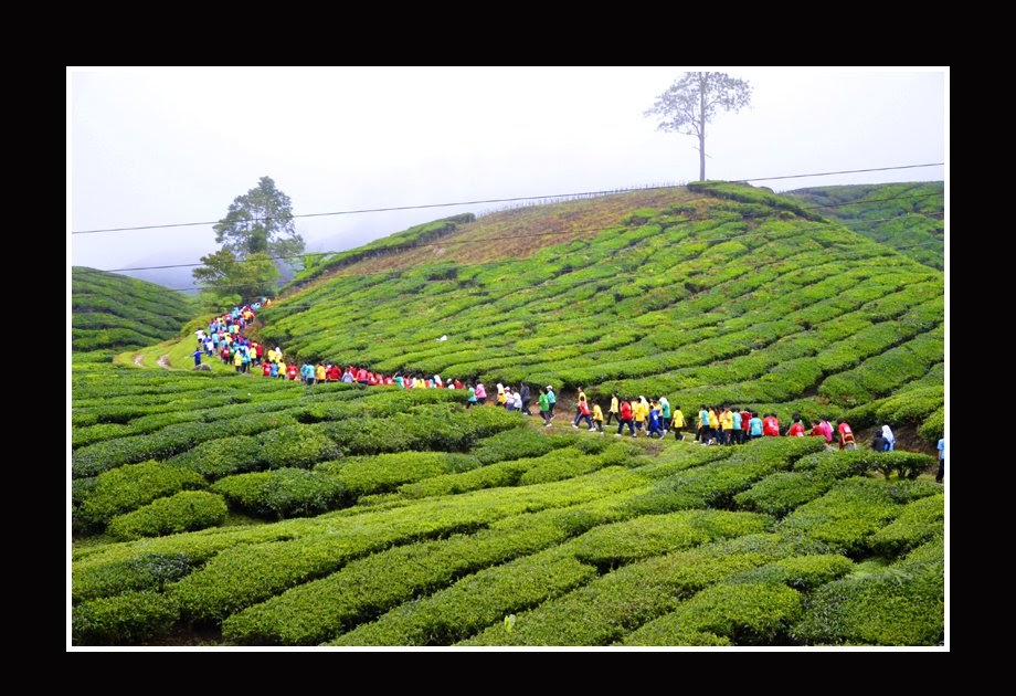 CIKGU RAHMAN CAMERON : Keunikan Di Cameron Highlands