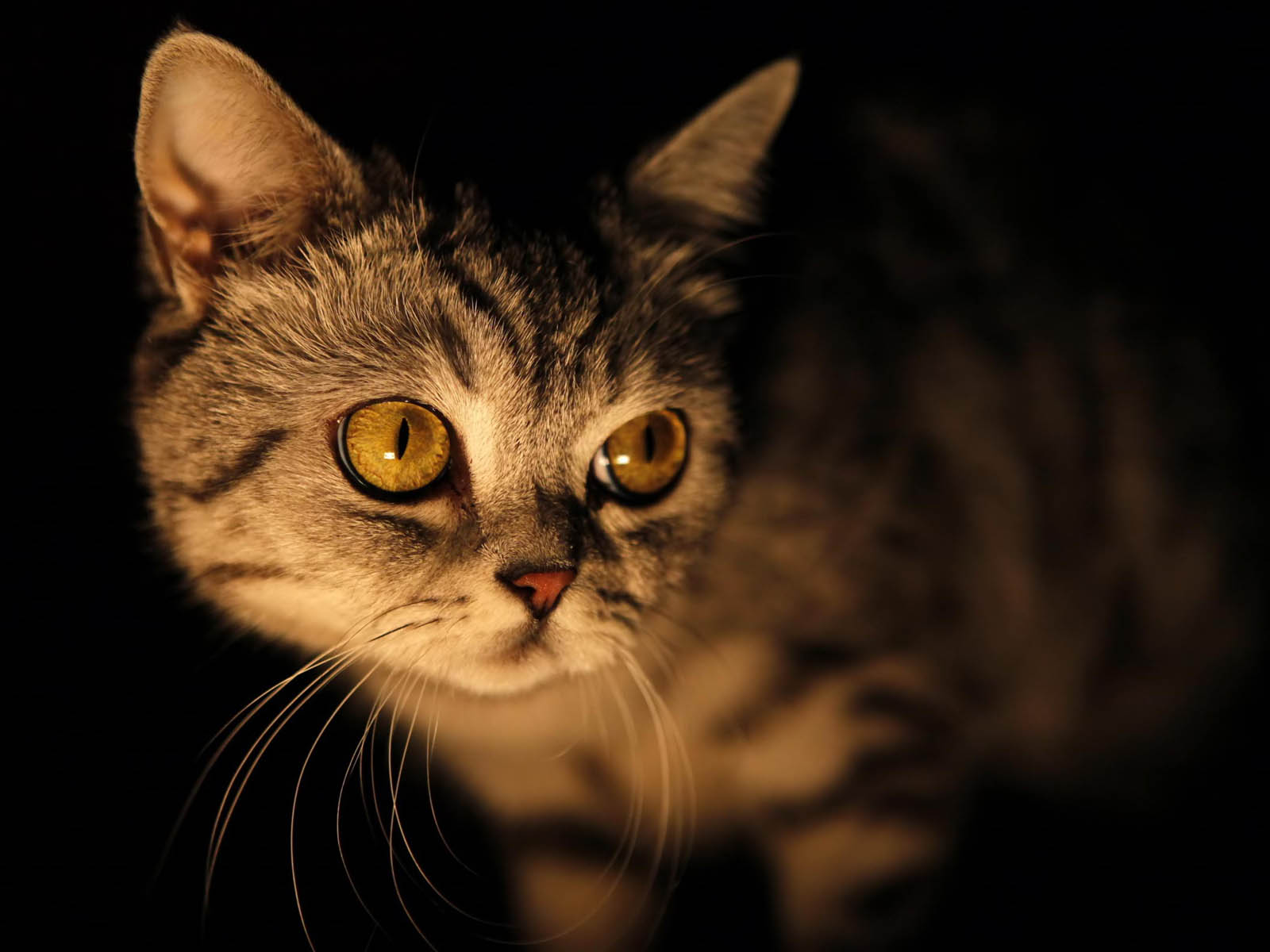 wallpapers Yellow Eyes  cat  Wallpapers