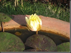 day 2 Lilly 001