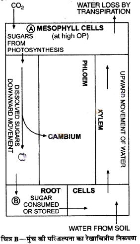 Solutions Class 11 जीव विज्ञान Chapter-11 (पौधों में परिवहन)