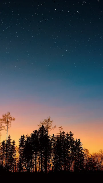 Noite Estrelada, Céu, Árvores, Pôr Do Sol, Floresta