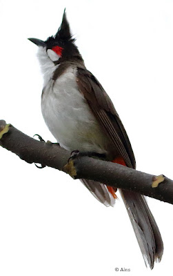 "Red-whiskered Bulbul - Pycnonotus jocosus ,perched on a branch."