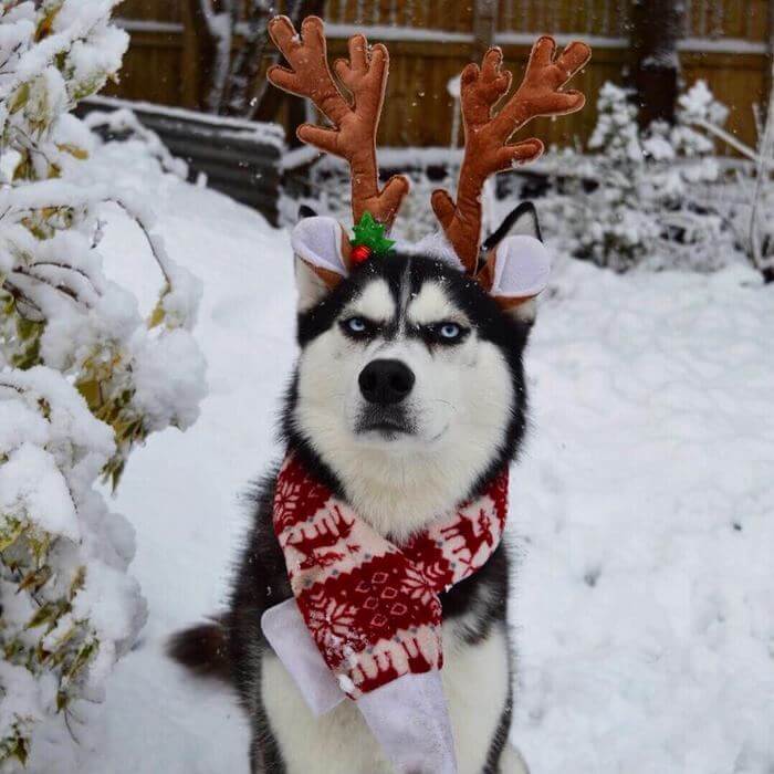 Husky Owner Attempted To Do A Christmas Card Photo Shoot With Their Beloved Pet, And The Result Is Hilarious