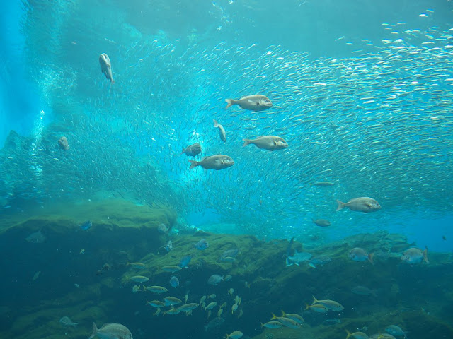 仙台うみの杜水族館 日本のうみ -東北のうみ-