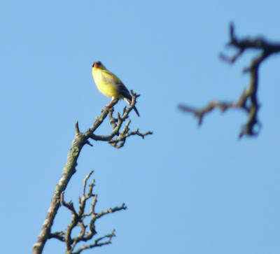 goldfinch