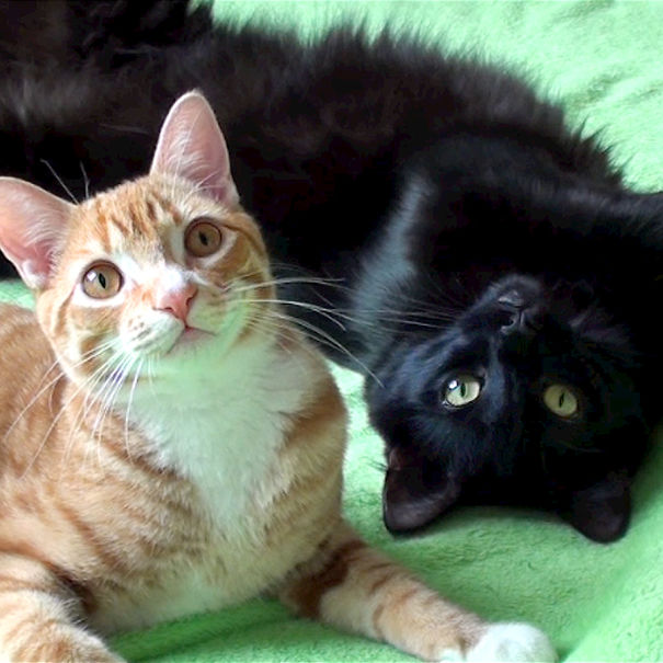 Cole And Marmalade,Two Rescued Kitties that Became Youtube Celebrities