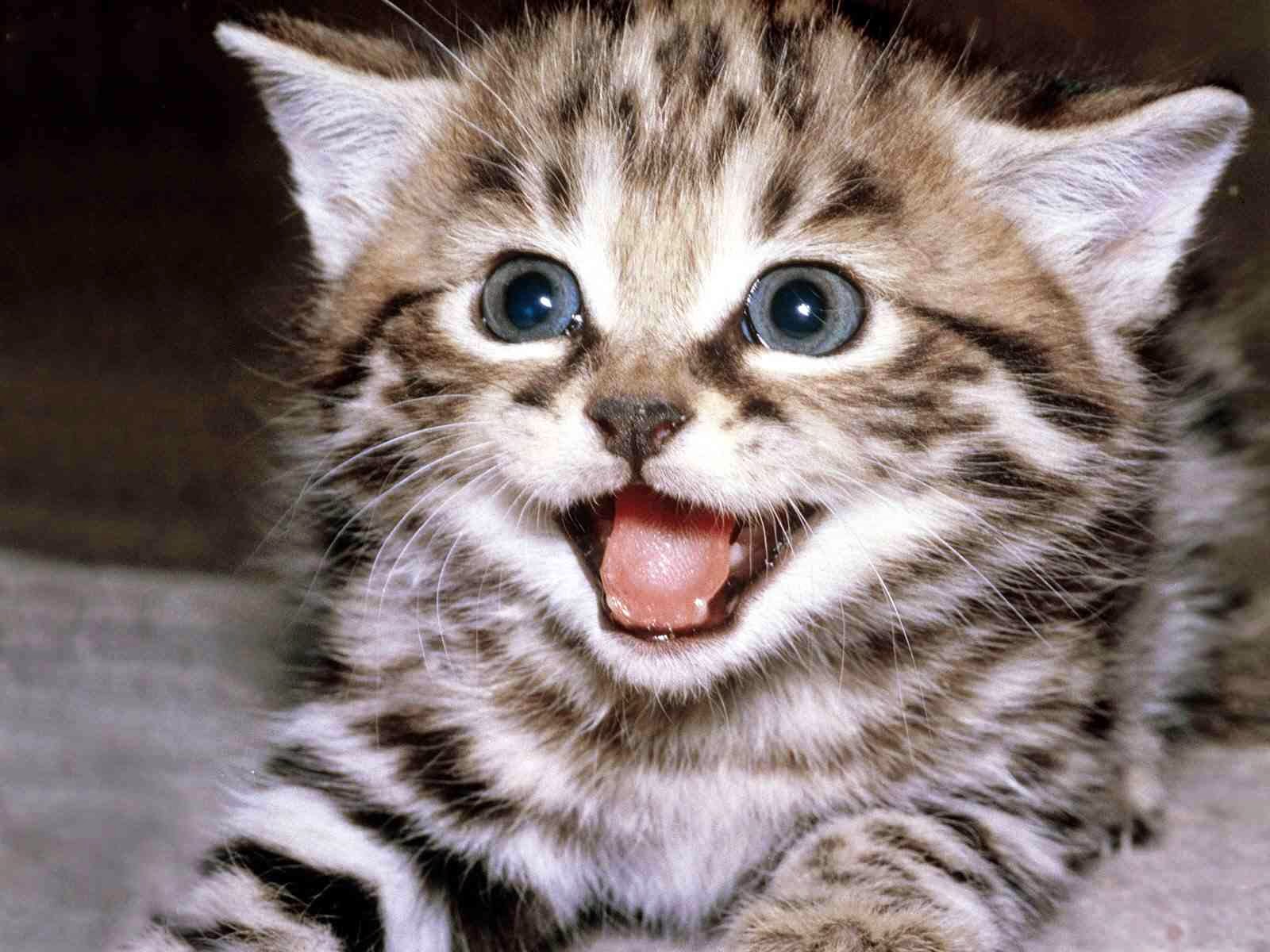 Animals Know Fakta Fakta Unik Tentang Kucing