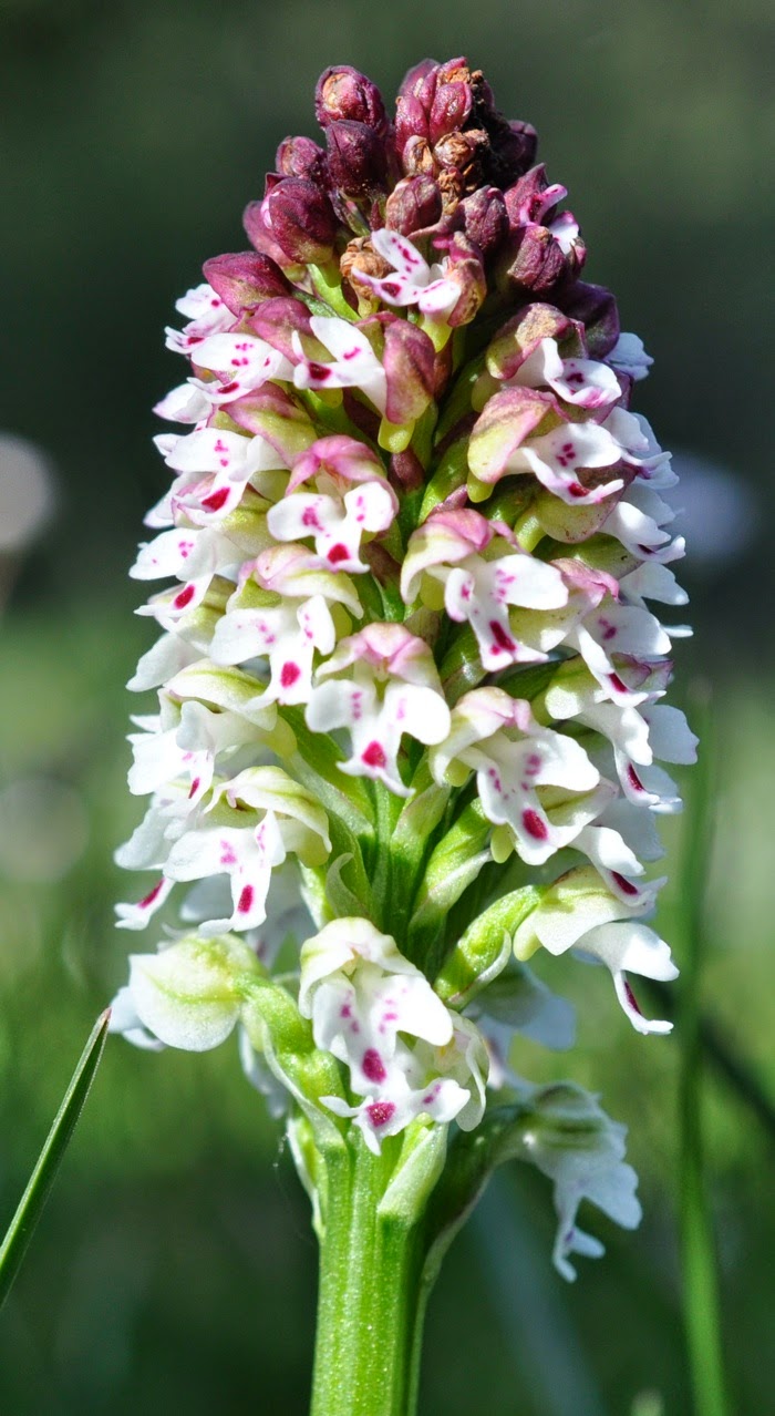 Orchidée brulé