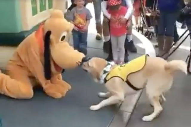 El perro que enloquece de emoción al conocer a Pluto en Disneyland