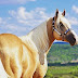 Cavalo Quarto de Milha de nobre linhagem americana chega a Bom Jesus do Norte  