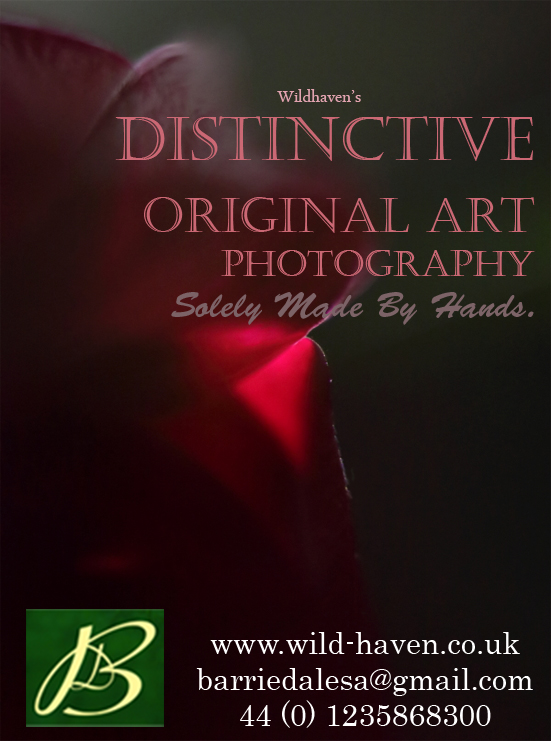 Distinctive Original Art Photography