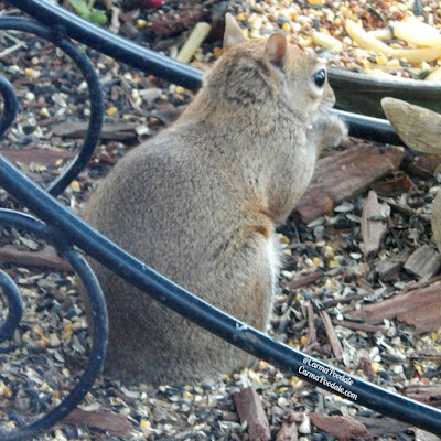 Tail less squirrel closeup