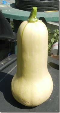 Ethans_Squash