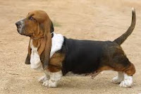 Basset Hound