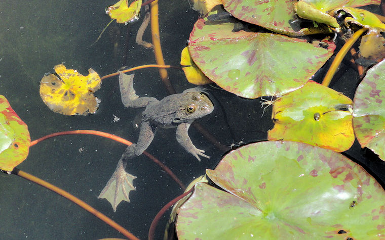 Una rana en el jardín botánico de la UNAM by Huitzitzilin