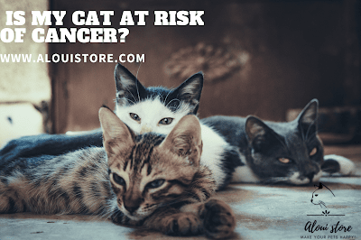Is my cat at risk of cancer?