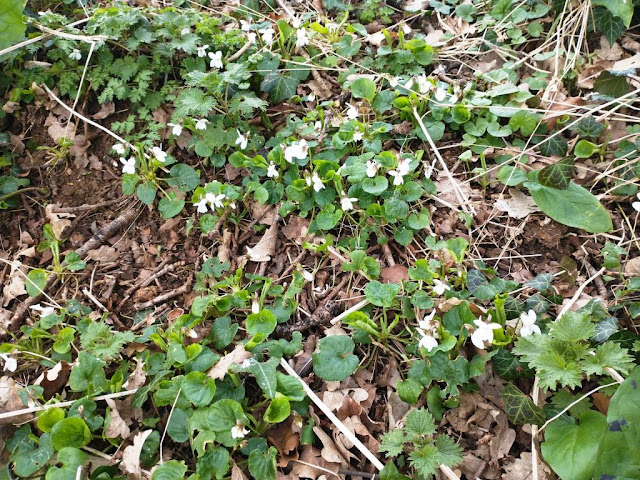 Beautiful wild white violets, Viola blanda