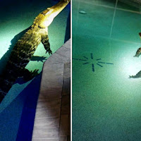 Keluarga terkejut temui aligator sepanjang lebih 3 meter 'berendam' di kolam mandi rumah