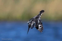 Pied Kingfisher - Birds In Flight Photography Cape Town with Canon EOS 7D Mark II  Copyright Vernon Chalmers